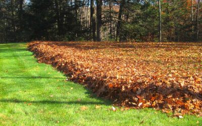Leaf Removal, Spring Clean Up & Fall Clean Up - Free Estimates