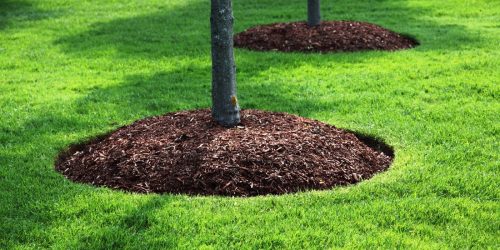 Mulching Free Estimate Mulching Free Estimate